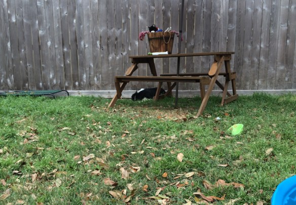 IntheYard